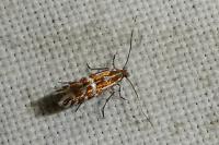 Phyllonorycter