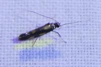 Euspilapteryx auroguttella