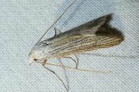 Pterolonche