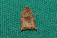 Archips podana