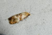 Phalonidia contractana
