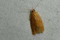 Clepsis consimilana
