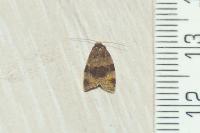 Epagoge grotiana