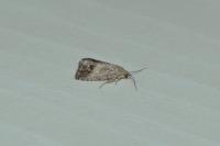 Cydia splendana