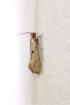 Tinea trinotella