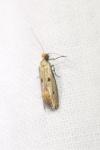 Tinea trinotella
