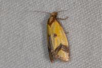 Agapeta zoegana