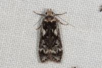 Anacampsis