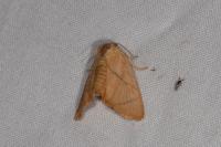 Apoda limacodes