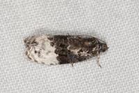 Apotomis betuletana
