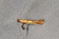 Caloptilia