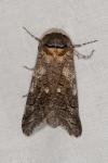 Cossus cossus