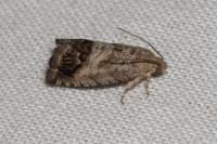 Cydia splendana