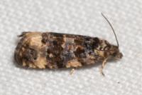 Endothenia