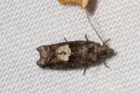 Epinotia immundana