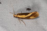 Harpella forficella