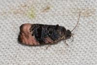 Metendothenia atropunctana