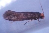 Cephimallota crassiflavella