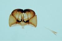 Cephimallota crassiflavella