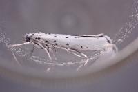 Yponomeuta sedella