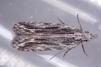 Anarsia innoxiella