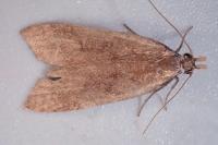Dichomeris derasella