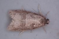 Cnephasia stephensiana