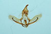 Cnephasia stephensiana