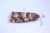 Rhopobota myrtillana