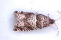 Rhopobota myrtillana