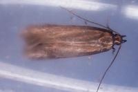 Oxypteryx unicolorella
