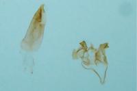 Oxypteryx unicolorella