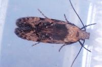 Carpatolechia decorella