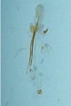 Carpatolechia decorella