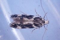 Parachronistis albiceps