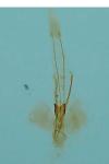 Parachronistis albiceps