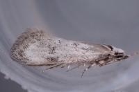 Herrichia excelsella