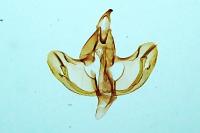 Herrichia excelsella