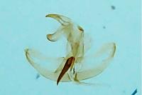 Batia lunaris