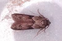 Blastobasis glandulella