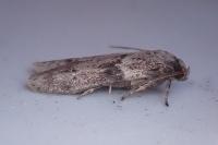 Blastobasis glandulella