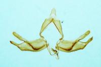 Blastobasis glandulella