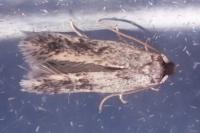 Zimmermannia longicaudella
