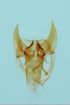Zimmermannia longicaudella