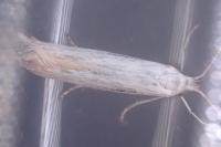 Coleophora ibipennella