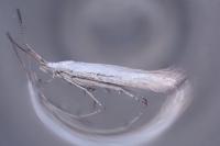 Coleophora ibipennella