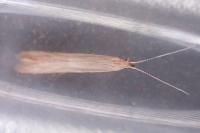 Coleophora glaucicolella