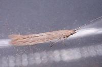 Coleophora glaucicolella