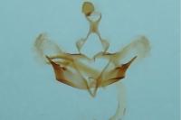 Coleophora glaucicolella
