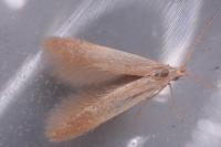 Coleophora flavipennella